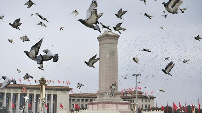 来”的关在特殊笼子放飞有的已经到家了凯发