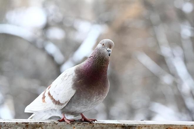 来”的关在特殊笼子放飞有的已经到家了凯发K8登录入口8万羽和平鸽都是“借(图4)