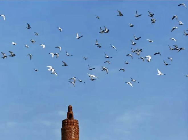 来”的关在特殊笼子放飞有的已经到家了凯发K8登录入口8万羽和平鸽都是“借(图3)